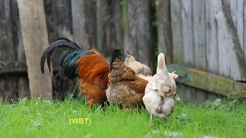 Never stop Advocating for them. They are Amazing like children.