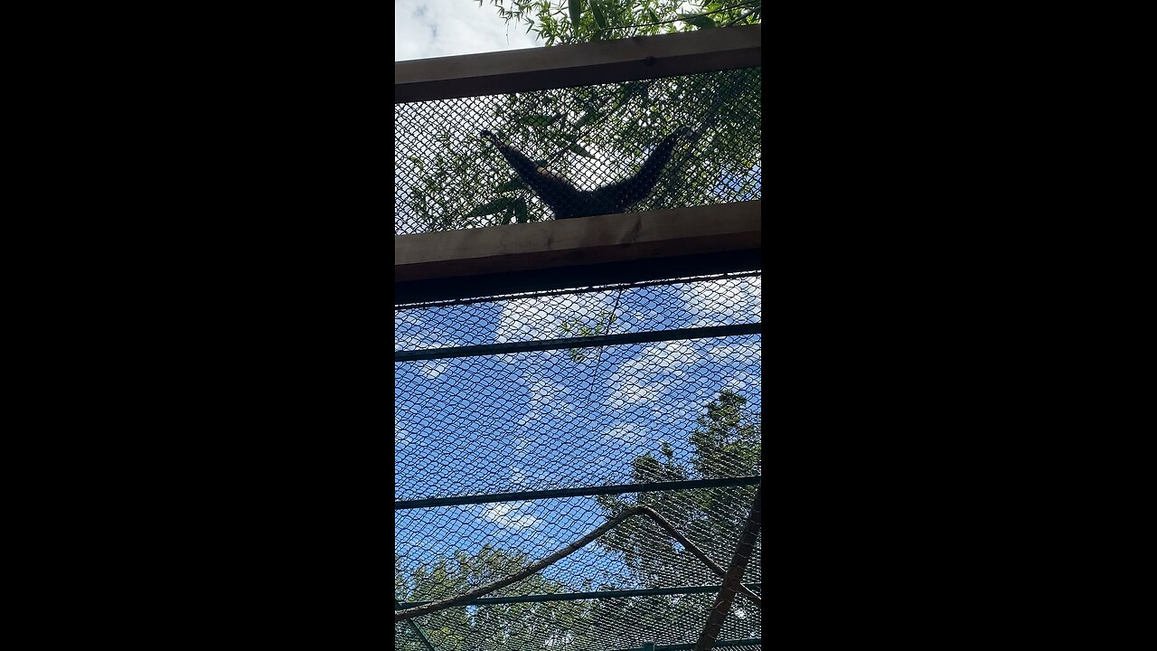 I’ve Recorded White Handed Gibbon Monkey 🐒 so enjoy #monkey #primate #followme #viral #shorts