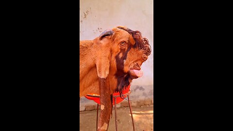 Amazing animal hospital