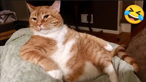 Funny Dogs And Cats Videos 2024 😅- Best Funnies Animal Videos #18