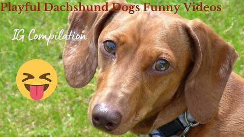 Playful Dachshund Videos Compilation IG Sausage Dogs Purebred