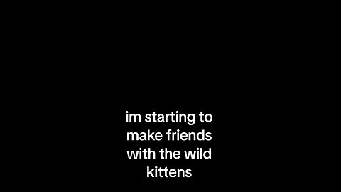 kittens