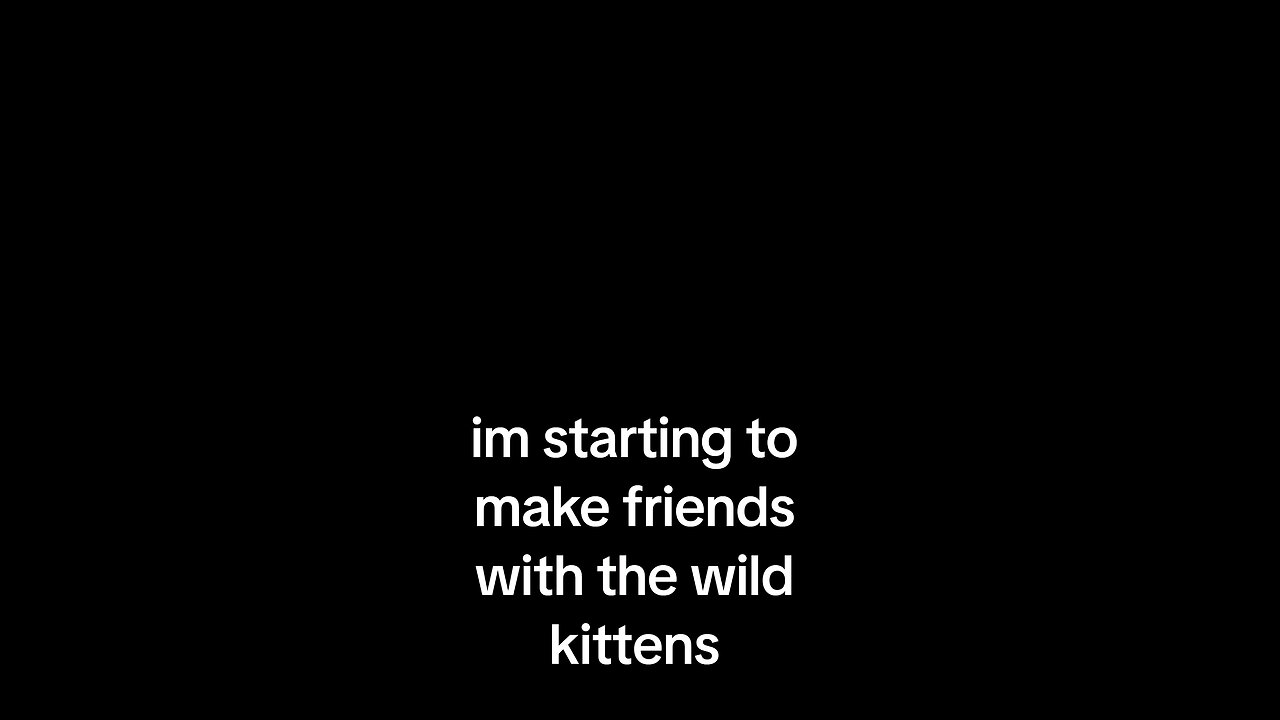 kittens