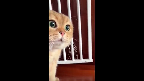 funny cat