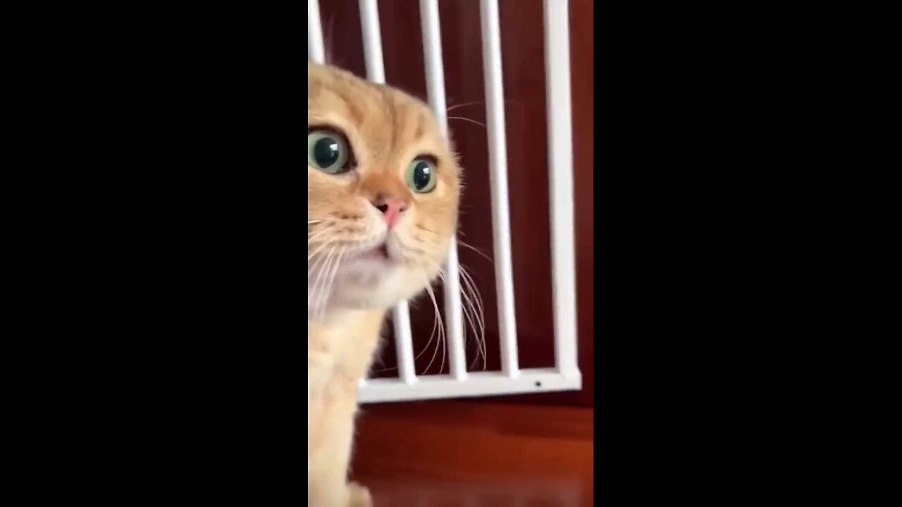 funny cat
