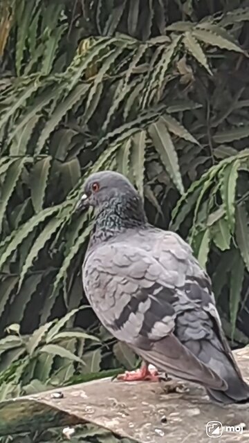 A moment of peace in the urban jungle. #CityLife, #NatureVibes, #UrbanWildlife, #PigeonLove,