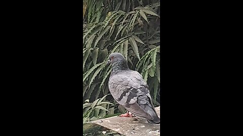 A moment of peace in the urban jungle. #CityLife, #NatureVibes, #UrbanWildlife, #PigeonLove,