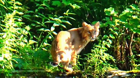 Bobcat