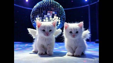 Cute Cat Gif