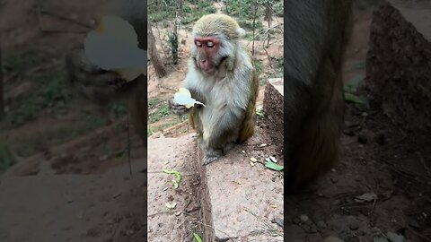 The clever monkey's attitude when being fed