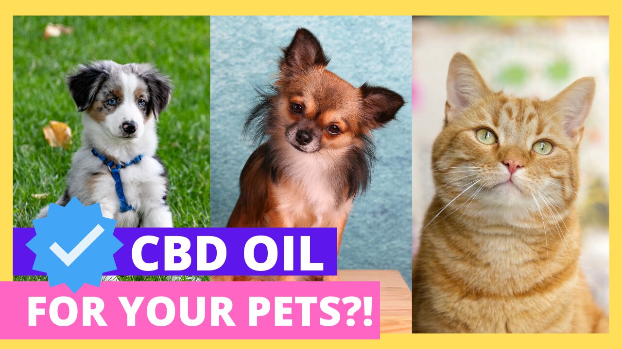 Is CBD Good For Dogs and Cats?