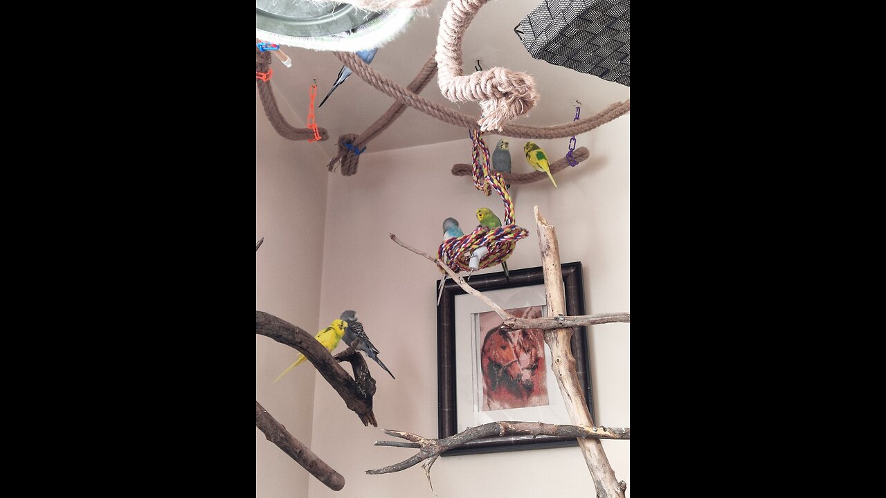 9 Birds Chatting
