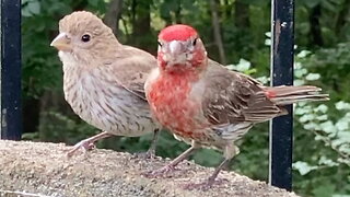 Female Finch Communicating to a Male