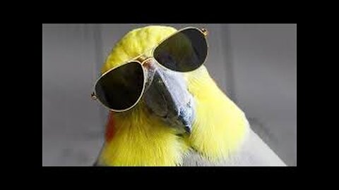 😘😍😘😍funny parrot😘😍😘😍