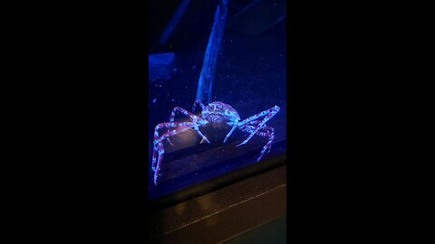 king crab