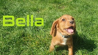 LIVE - (NEW PUPPY!) Sneaky Simon - Battlefield 4