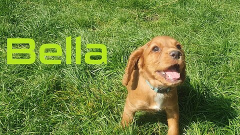 LIVE - (NEW PUPPY!) Sneaky Simon - Battlefield 4