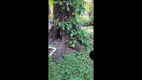 kittens playing