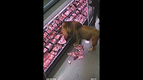 Lion in meat department!