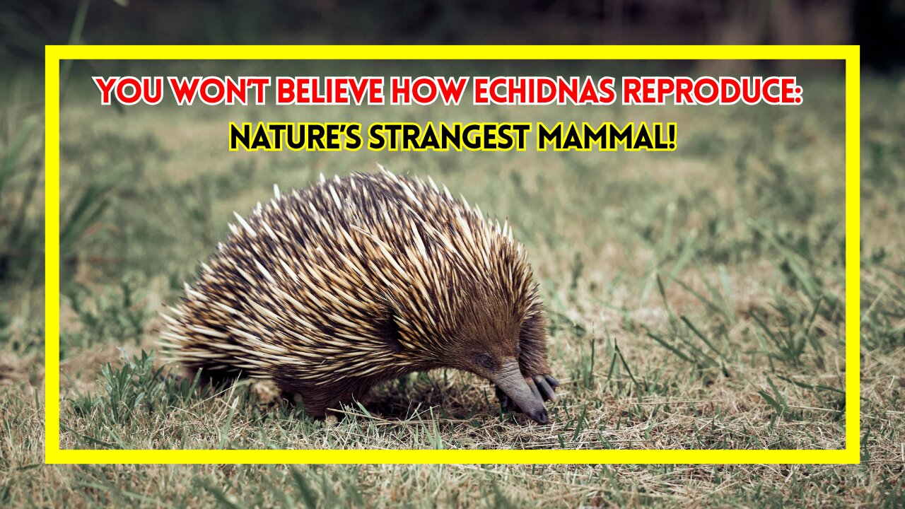 You Won’t Believe How Echidnas Reproduce – Nature’s Strangest Mammal!