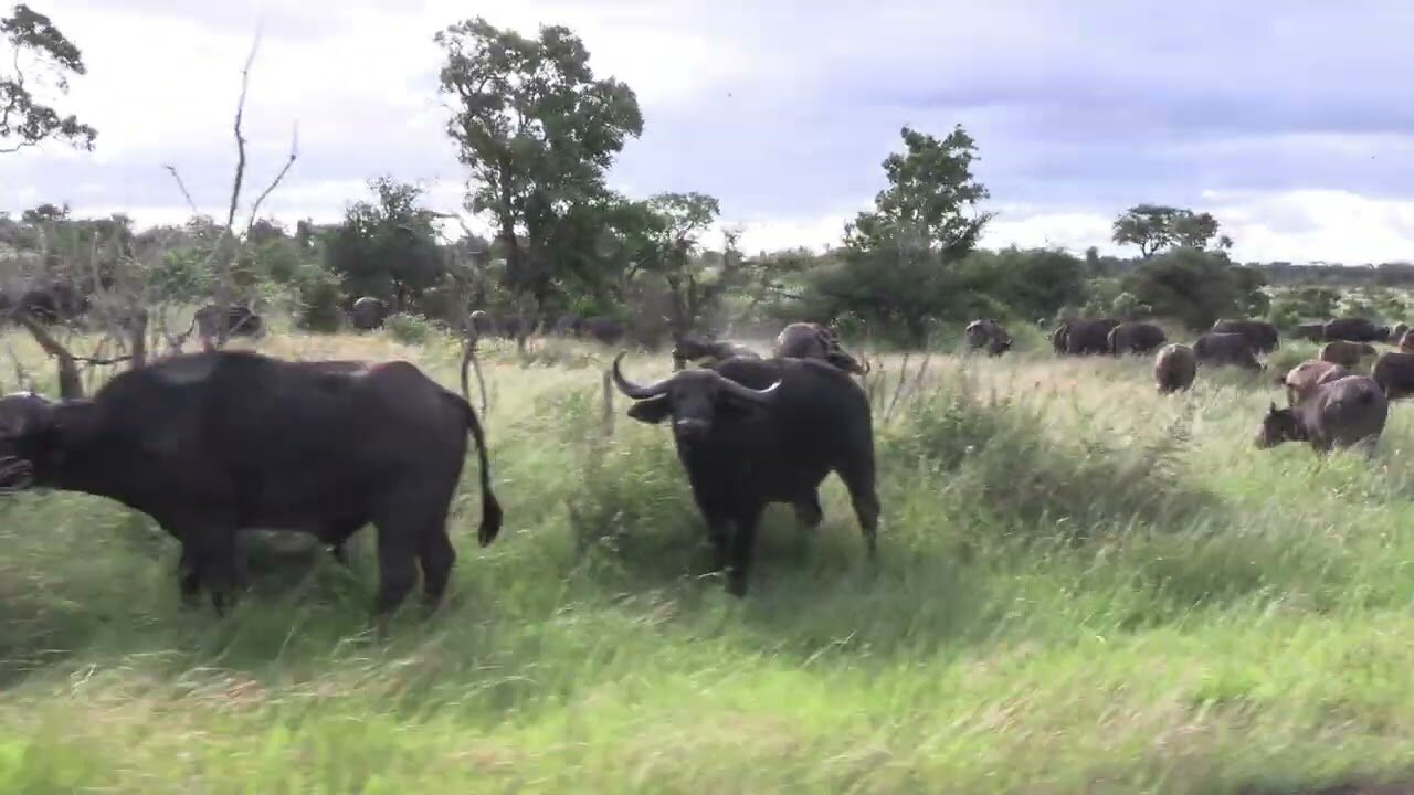 Nice Buffalo herd in the park.