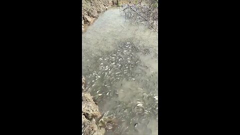 “Wader Pari Challenge – Can We Catch Them All?”