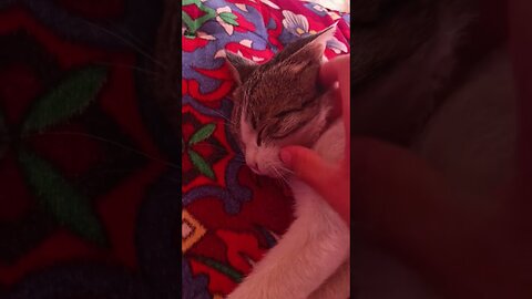 Subscribe if you love cute cats.🐱