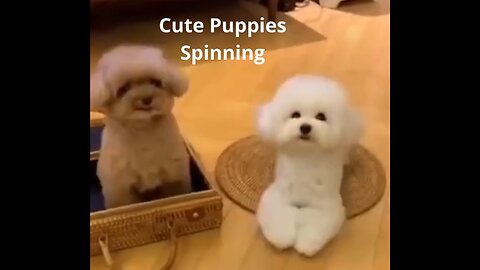 Cute Funny Puppies Dogs Spinning