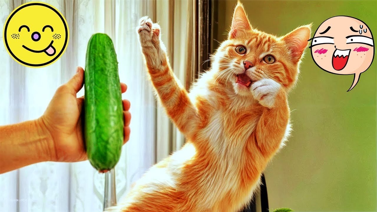 Funniest Dogs and Cats Videos😅- Best Funny Animal Videos 2025