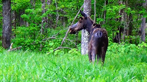 Bull Moose