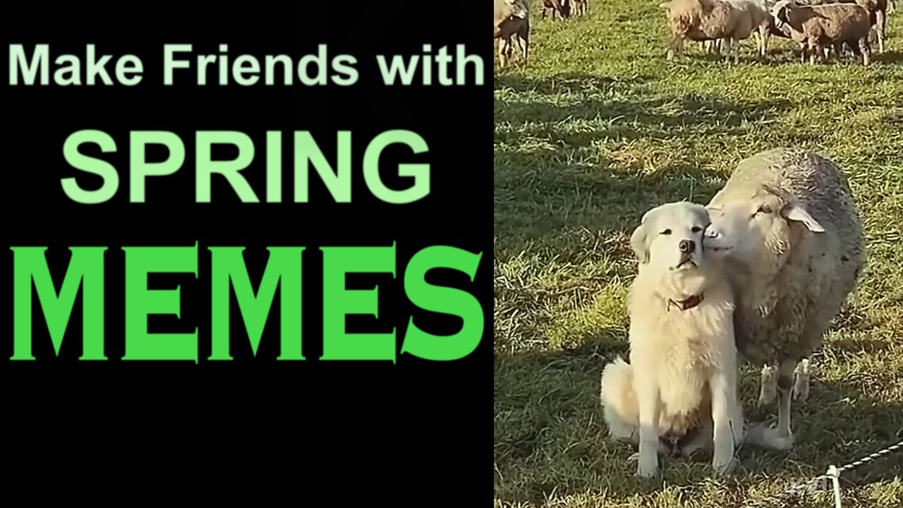BREAKING: Spring’s MEMES with TRUMP, Zelensky, Snow White
