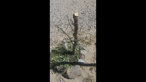 Palo verde tree