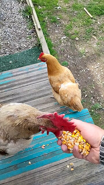 Rooster 🐔 eating from my hand