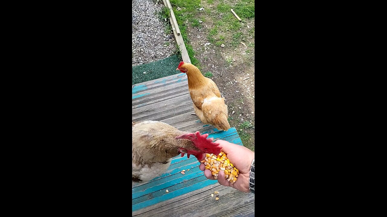 Rooster 🐔 eating from my hand