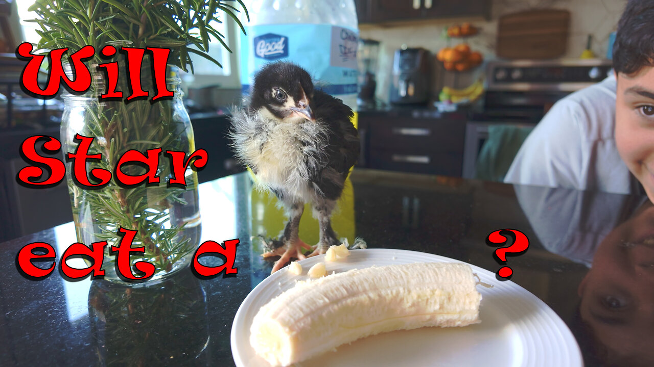 Do baby chicken like bananas