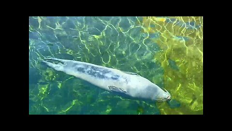 Sea life at six flags