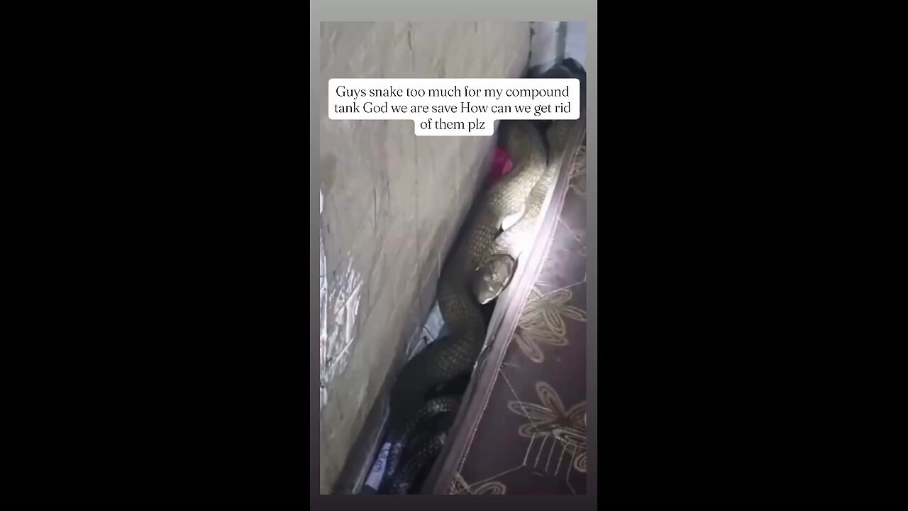 gaint snake leaving in the room