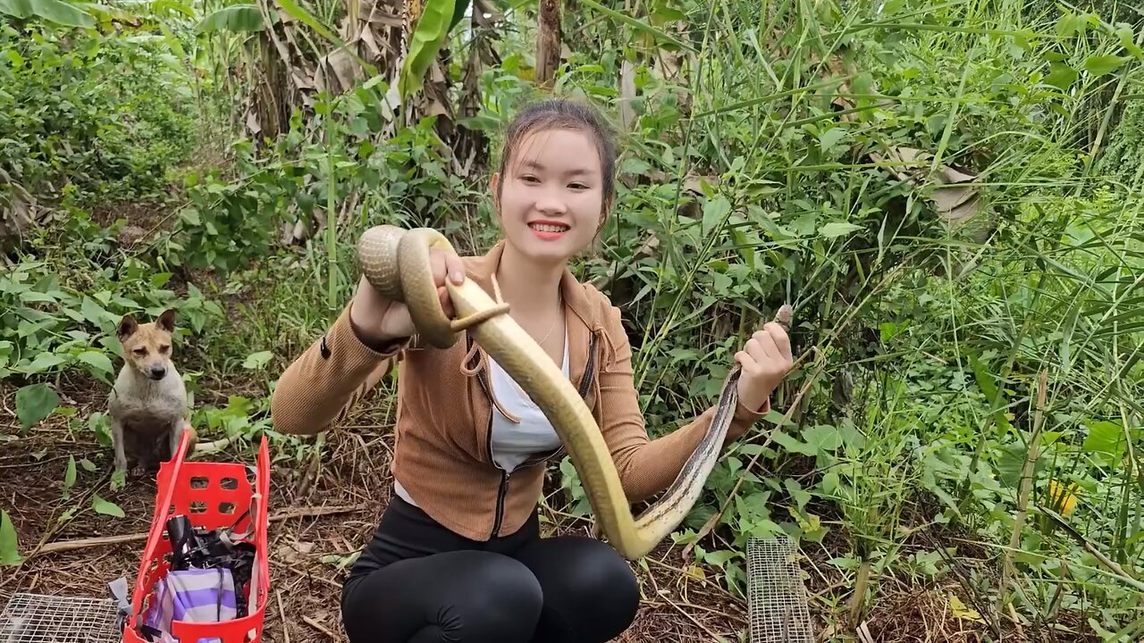 Beautiful Tiger Snakes Hiding From Rain In This Area Have Been Hunted - Snake Hunting