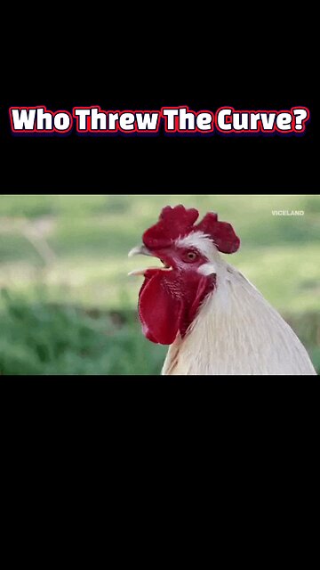 Dawn Chorus: Why Roosters Rule the Sunrise