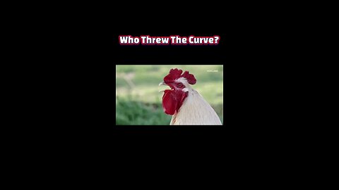 Dawn Chorus: Why Roosters Rule the Sunrise