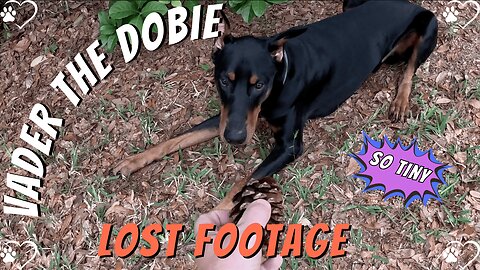 Doberman Slam Dances Over Pinecones & Sticks | Vintage Vader from April 17th, 2024 🐾