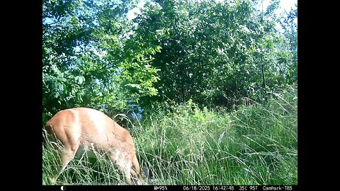 Deer Cam 06-18-2025 Deer Eating On Windy Day Game Cam Trail Cam