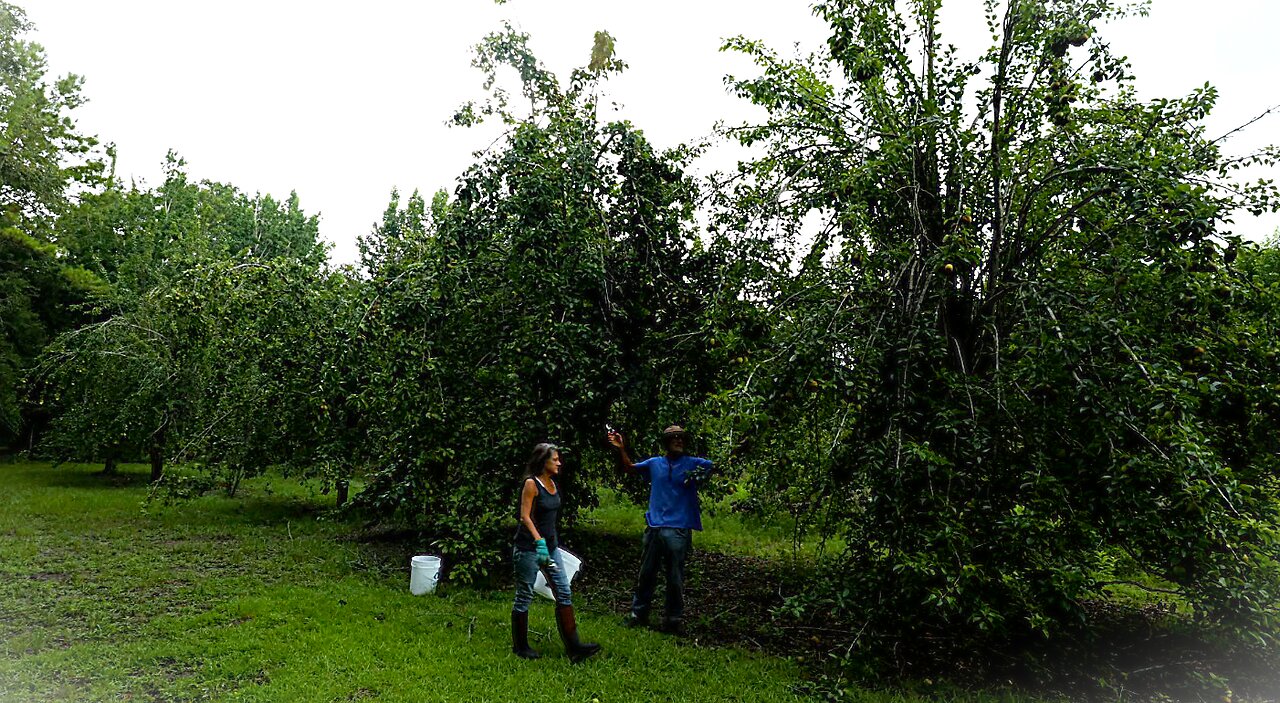 Canon Camera Time Lapse Asian Pear Picking Florida