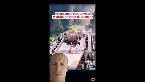 Yellowstone Volcano About To Blow ?-Animals Are Evacuating-Cougars-Bears-Elk Leaving
