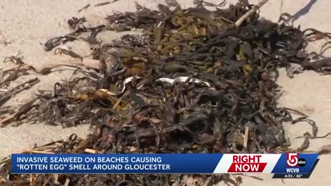 Decaying, invasive seaweed creates nauseating stench at Mass. beach