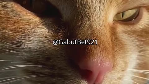 funny cat