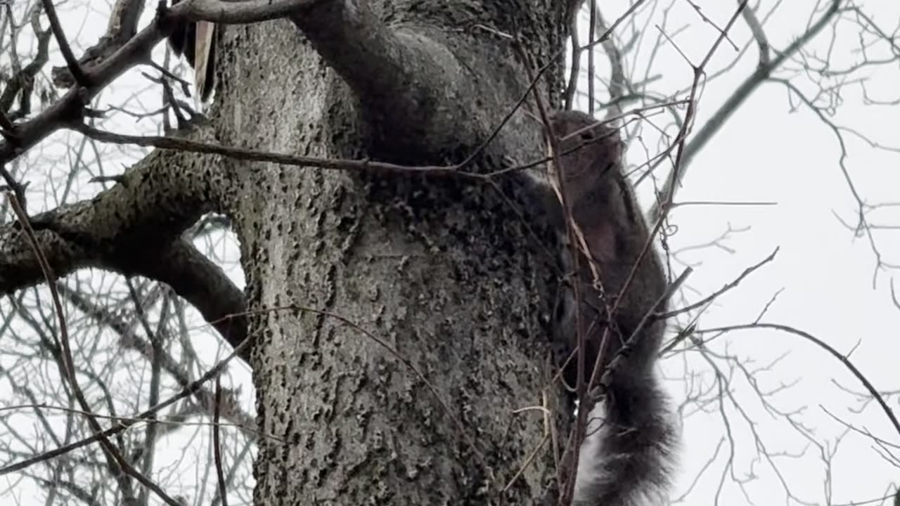 Squirrel Teases Red-tailed Hawk