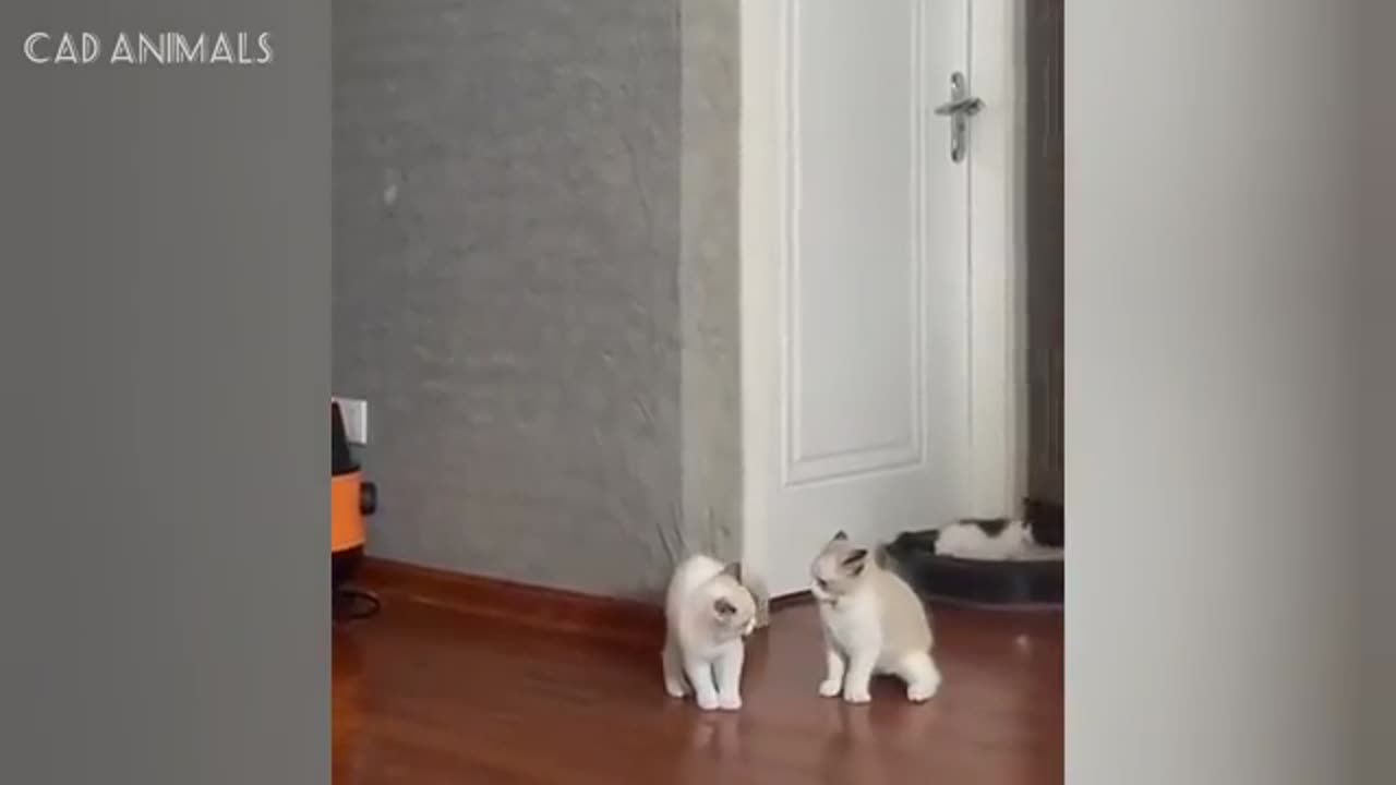 Cats Being Weird 😹 | Funniest and Cutest Cat Moments Caught on Camera