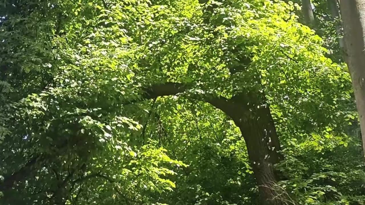 Epic Forest with Eagle Call in the Sky | Nature Sounds Shorts in 4k video