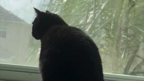 Cute Precious Piper Jumps into Her Spa Time - My Adopted Shelter Cat Vlog #shorts